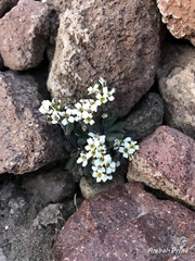 Draba magellanica