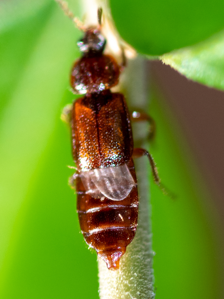 Weakly-keeled Ocellate Rove Beetle