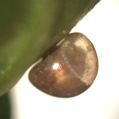 Acanthocephala femorata