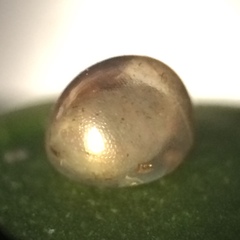 Acanthocephala femorata