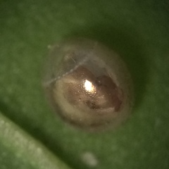 Acanthocephala femorata