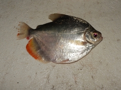 Mylossoma