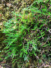 Selaginella wallacei