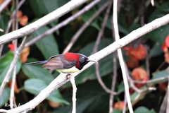 Black-Throated Sunbird photo 2