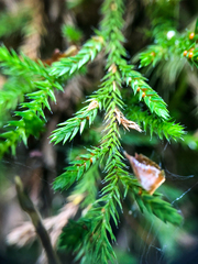 Selaginella wallacei