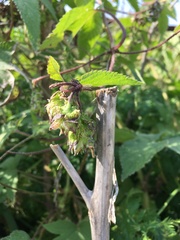 Humulus lupulus