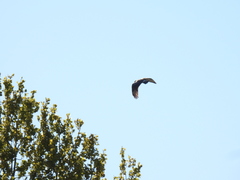Buteo buteo buteo