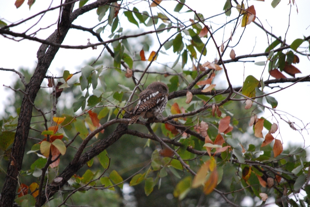 African Barred Owlet