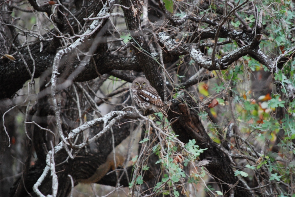 African Barred Owlet