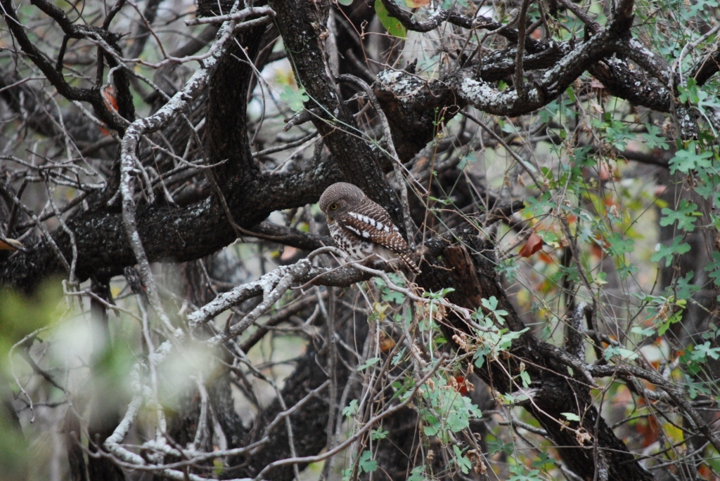 African Barred Owlet