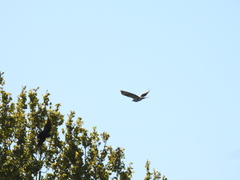 Buteo buteo buteo
