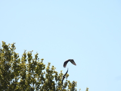 Buteo buteo buteo
