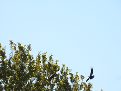 Buteo buteo buteo