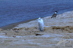 Egretta gularis