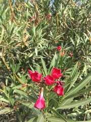 Nerium oleander