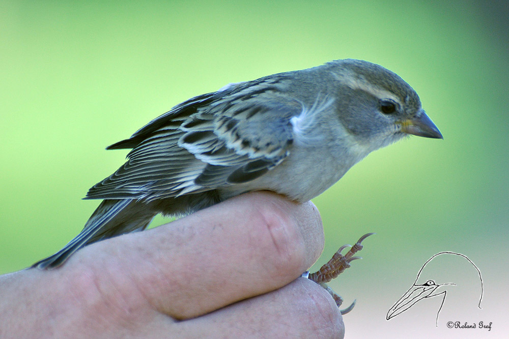 Dead Sea Sparrow