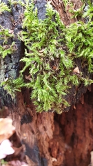 Sciuro-hypnum populeum