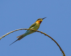 Merops philippinus