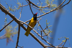 Oriolus xanthornus