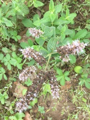 Mentha × rotundifolia