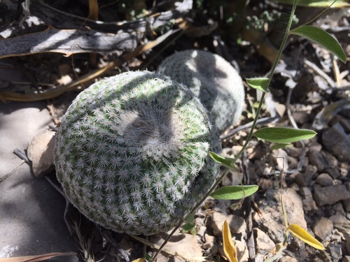 Epithelantha spinosior