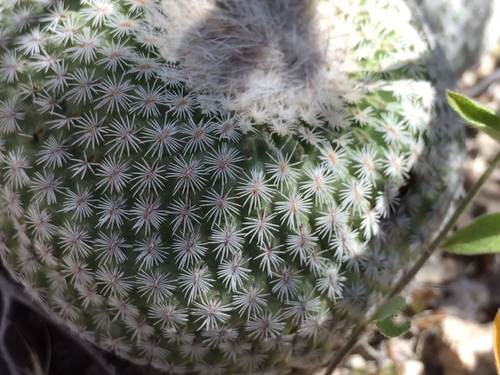 Epithelantha spinosior