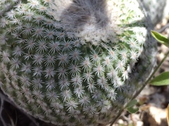 Epithelantha unguispina