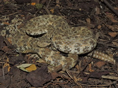 Crotalus mitchellii