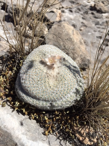 Epithelantha cryptica