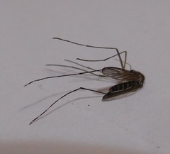 Culex tarsalis