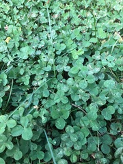 Trifolium repens