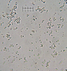 Trichoderma flavipes
