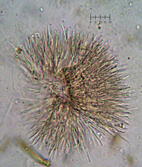 Trichoderma flavipes