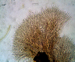 Trichoderma flavipes