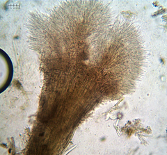 Trichoderma flavipes