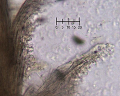 Trichoderma flavipes