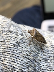 Euschistus variolarius