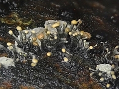 Trichoderma flavipes