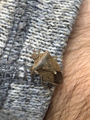 Euschistus variolarius