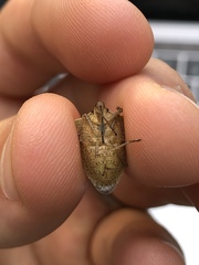 Euschistus variolarius