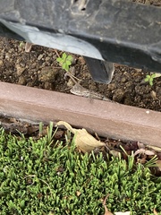 Sceloporus occidentalis