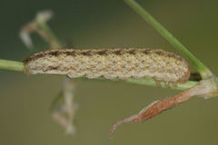 Hadena albimacula