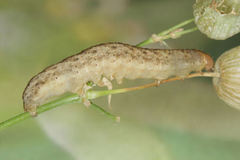 Hadena albimacula