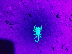 Smeringurus