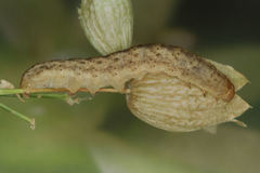Hadena albimacula