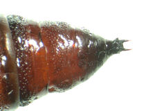 Hadena albimacula