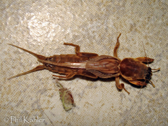 Neocurtilla