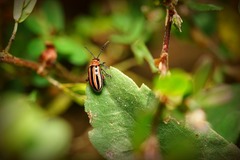 Disonycha admirabila