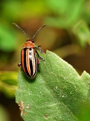 Disonycha admirabila