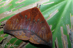 Gamelia